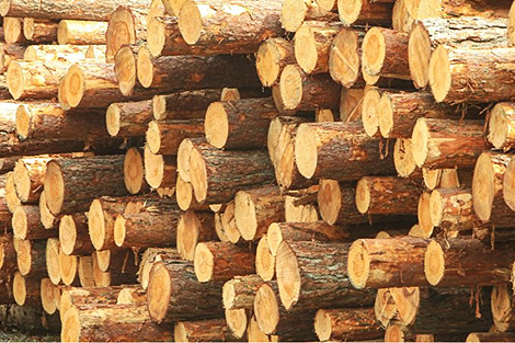 Azerbaijan ranks among top three buyers of forestry products via BUCE