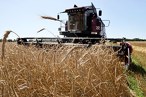 Belarus plans to harvest around 11m tonnes of grain
