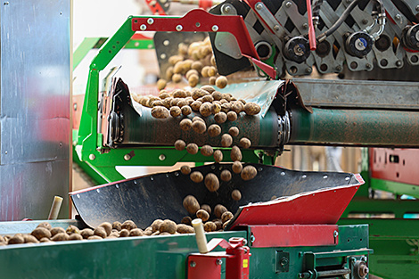 Lukashenko: It is critical not only to harvest potatoes but also to preserve them