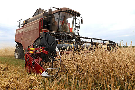 Belarus harvests over 8.1m tonnes of grain and rapeseed