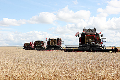 Belarus’ grain harvest past 8.3 tonnes