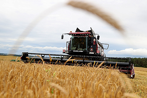 Over 4.8m tonnes of grain and rapeseed threshed in Belarus