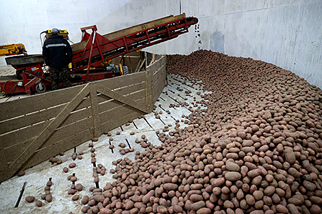 Nearly 44% of area under potatoes harvested in Belarus