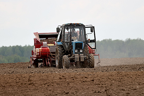 Potatoes planted on over 95% of designated area in Belarus