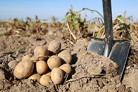 Lukashenko tasks scientists with developing disease‑resistant potato variety