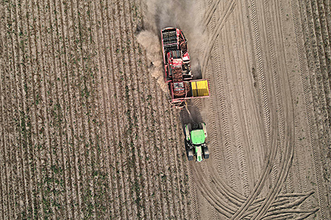 Over 788,000 tonnes of potatoes harvested in Belarus