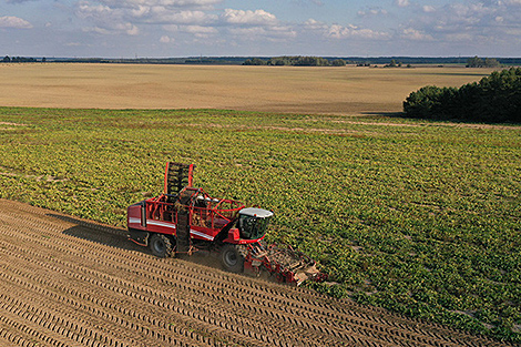 Belarus’ sugar beet harvest past 1m tonnes