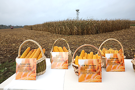 Belarusian maize experiment in presidential field, or catching up with best foreign varieties