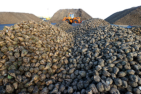 Vegetable harvest in Belarus almost complete