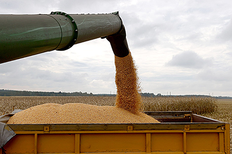 Lukashenko talks about unprecedented crop harvest, admits to never eating hamburgers