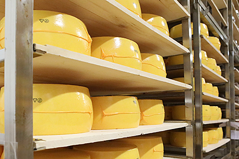 Dairy products account for 43.3% of Belarus’ farm exports