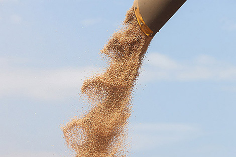 Belarus threshes 8.6m tonnes of grain, including rapeseed