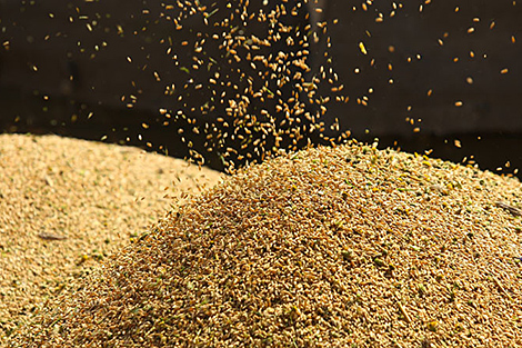 Lukashenko wants annual grain harvest at 11m tonnes in Belarus