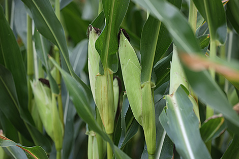 Lukashenko concerned over corn harvest timing