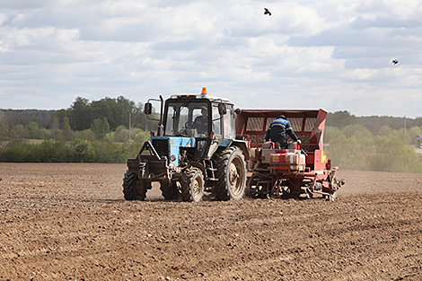 Lukashenko dismisses fears of crop losses, advises to plant more potatoes