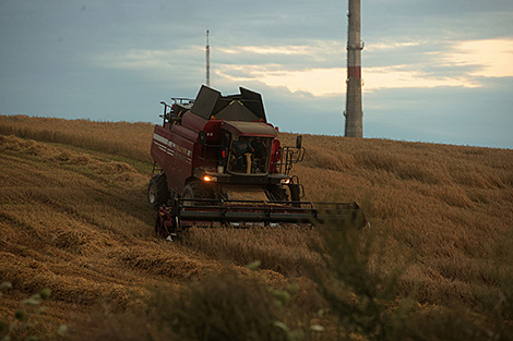 Over 3.8m tonnes of grain threshed in Belarus