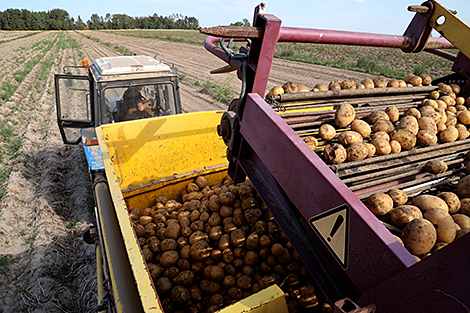Belarus harvests 74,000 tonnes of potatoes