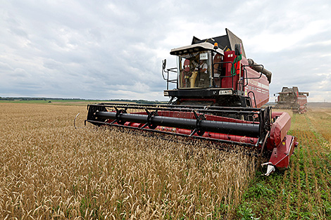 Belarus’ agriculture ministry explains factors behind good harvest in 2025