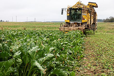 Belarus’ sugar beet harvest over 50% complete