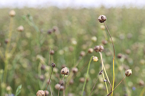 Flax pulling completed in Belarus