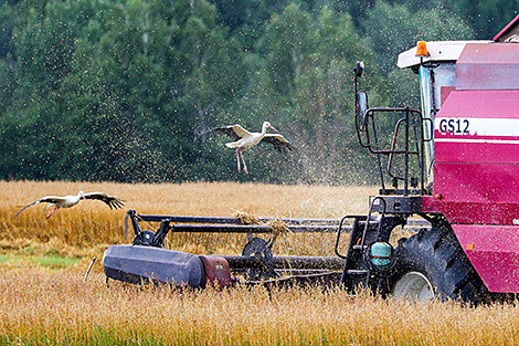 Nearly 8.5m tonnes of grain threshed in Belarus
