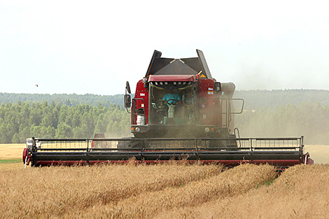 Belarus' grain, rapeseed harvest surpasses 6.5m tonnes