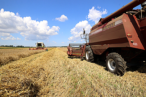 Over 6.9m tonnes of grain and rapeseed threshed in Belarus