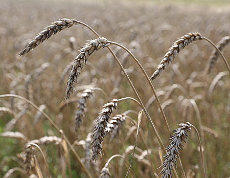 Belarus harvests over 6.2m tonnes of grain