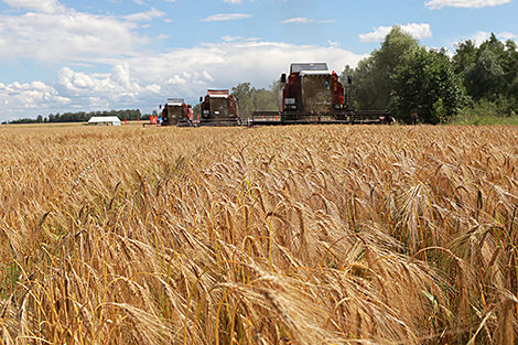 About 10m tonnes of grain expected to be harvested in Belarus in 2022