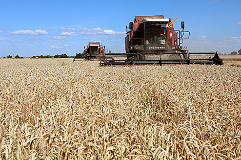 Over 2.1m tonnes of grain harvested in Belarus