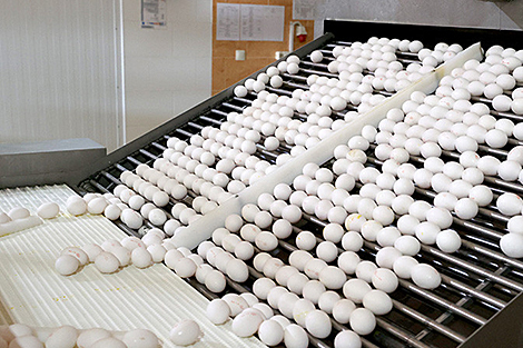 Belarus’ agricultural output up by 3.3% in January-November 2024