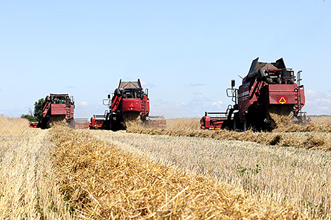 Belarus harvests 22.1% of area under cereals and legumes
