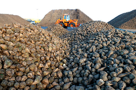 Belarus’ gross grain harvest at 7.665m tonnes in 2023