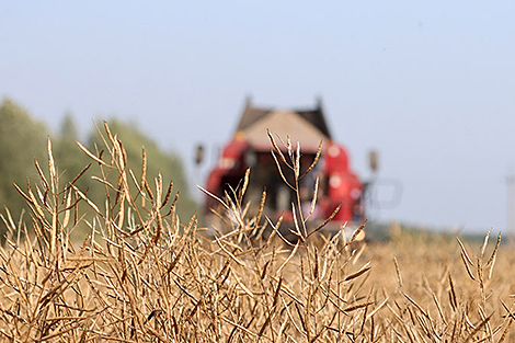 Lukashenko briefed on harvesting results: Over 10m tonnes of grain expected to be cropped