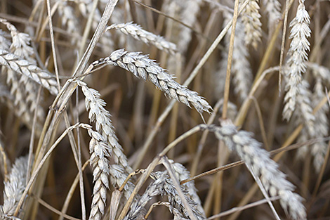 Over 5m tonnes of grain, including rapeseed, harvested in Belarus