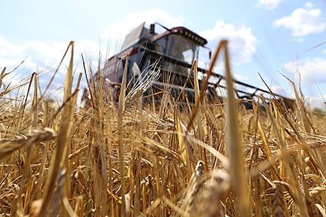 Belarus’ grain harvest past 10m tonnes