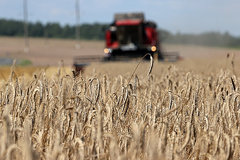 Belarus’ grain harvest about 95% complete
