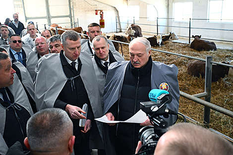 Belarusian livestock farmers uncover ‘golden opportunity’: Lukashenko reviews potential, calls for faster action