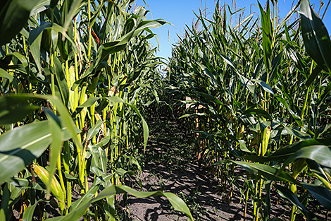 Belarus harvests 51,100t of corn for grain