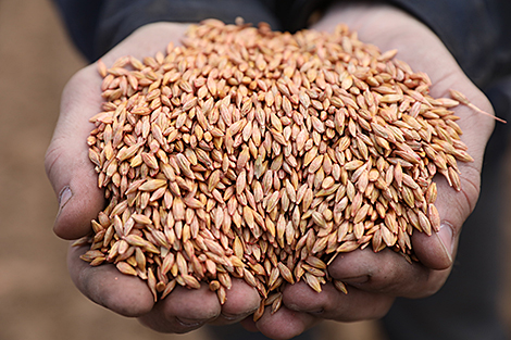 Belarus’ grain harvest reaches 2m tonnes
