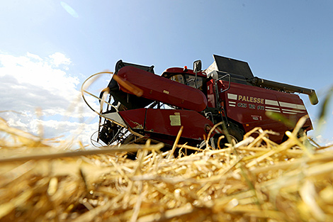 Over 550,000t of grain threshed in Belarus
