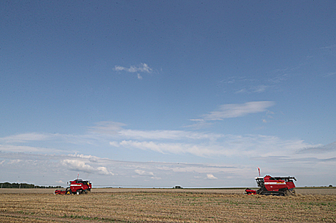 Belarus’ grain harvest almost 70% complete