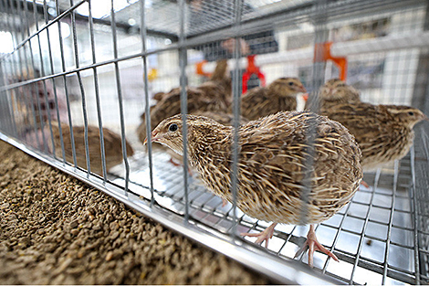 Belarus plans to phase out import of genetic stock for poultry industry soon