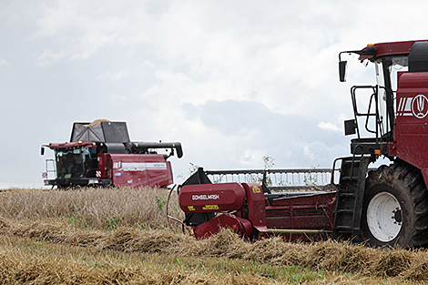 Belarus’ grain harvest reaches 10.8m tonnes