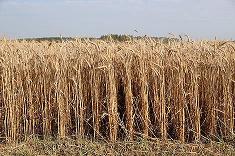 Lukashenko calls for dictatorship in agricultural industry