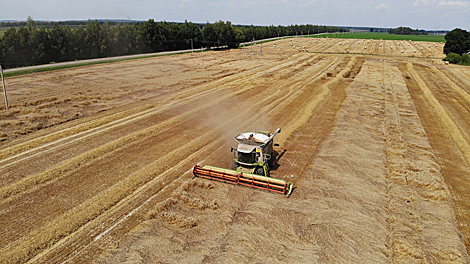 Belarusian agrarians harvest over 5m tonnes of grain