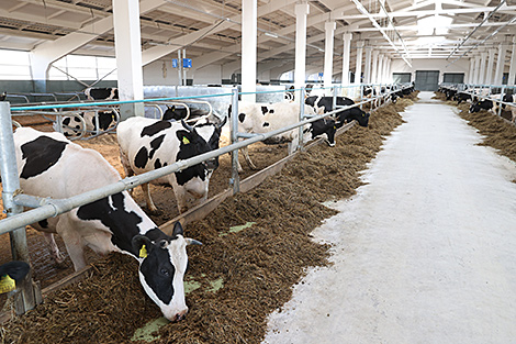Lukashenko highlights importance of increasing productivity, reducing losses of livestock