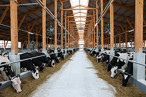 ‘Cheap and functional’. Lukashenko lays out requirements for dairy complex construction