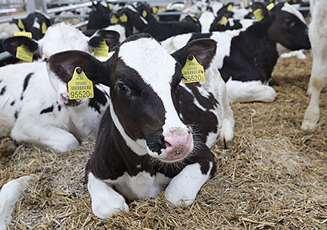 Belarus to improve livestock, animal product traceability system