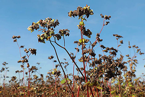 Buckwheat harvesting completed in three Belarusian regions